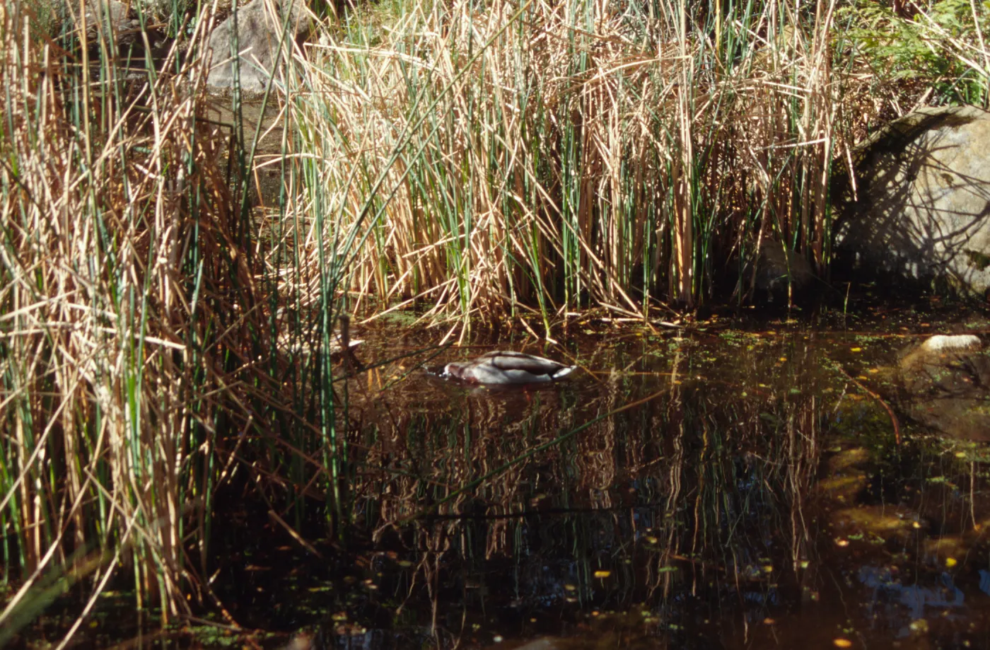 SBBG Pond