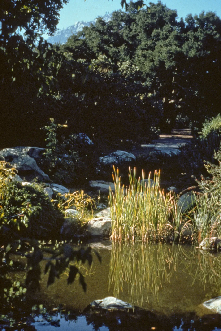 SBBG Pond