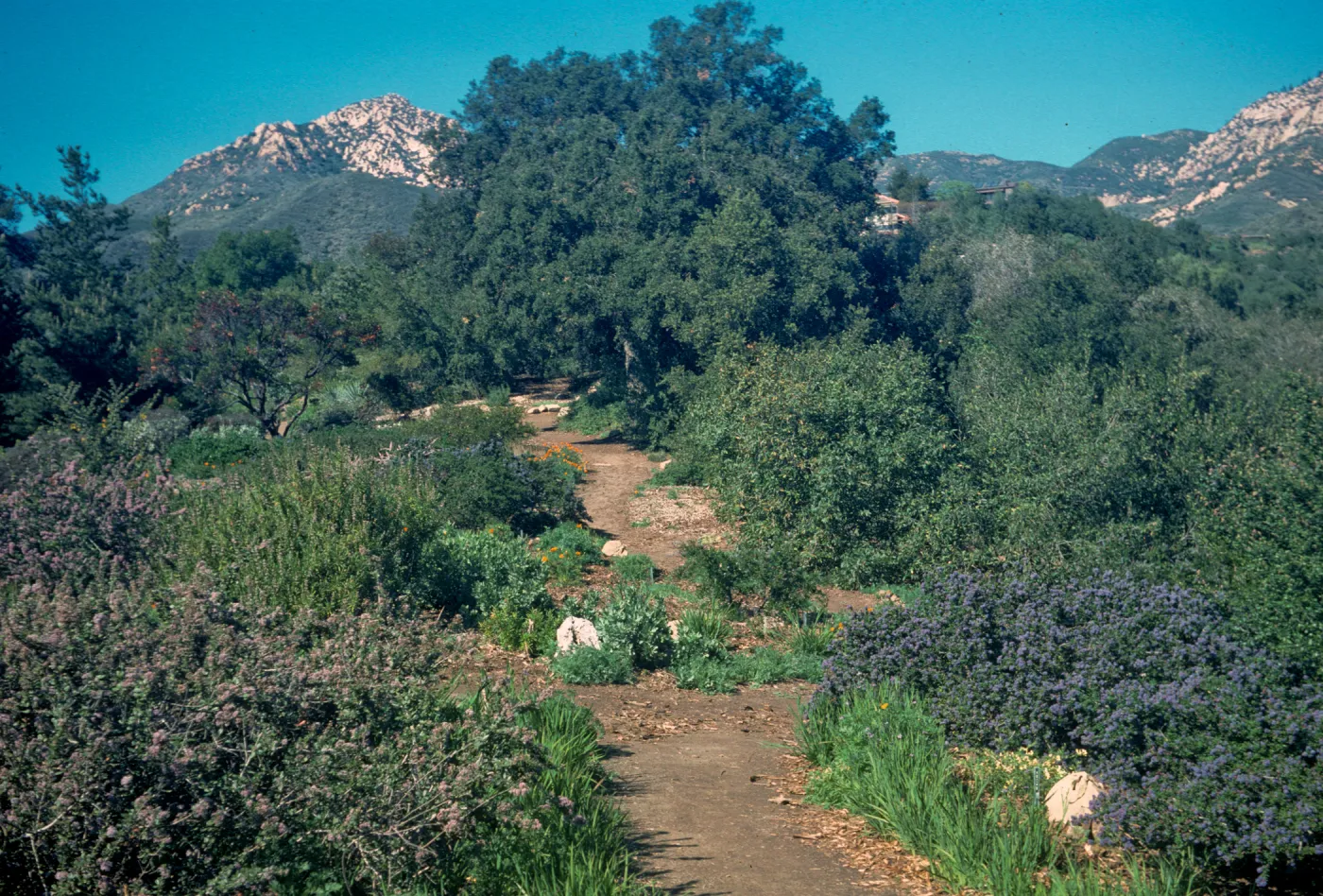 Porter Trail looking north