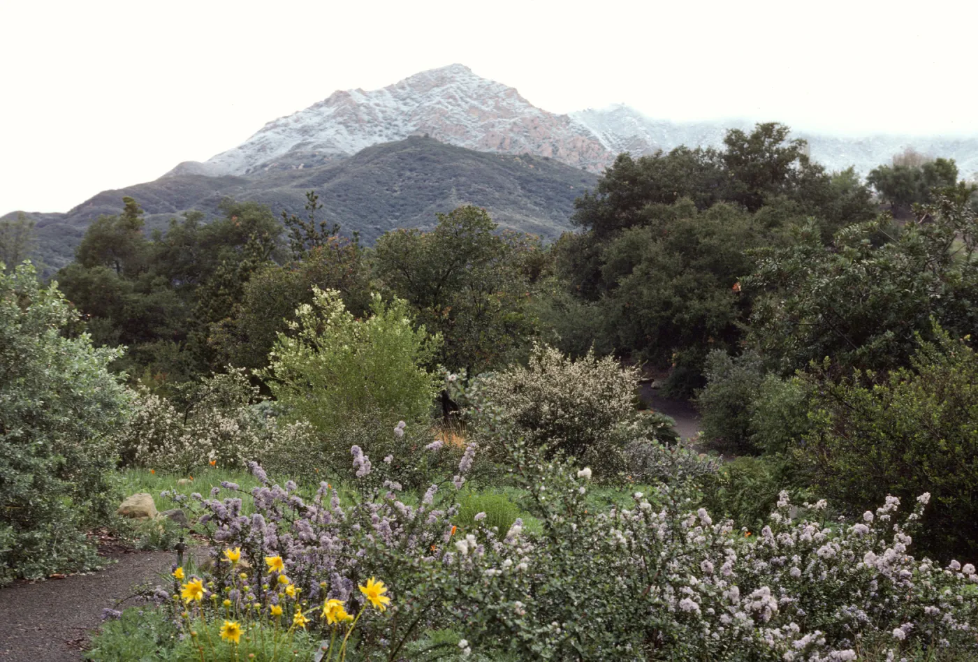 Snow on Mountains from Porter Trail (California Lilac)