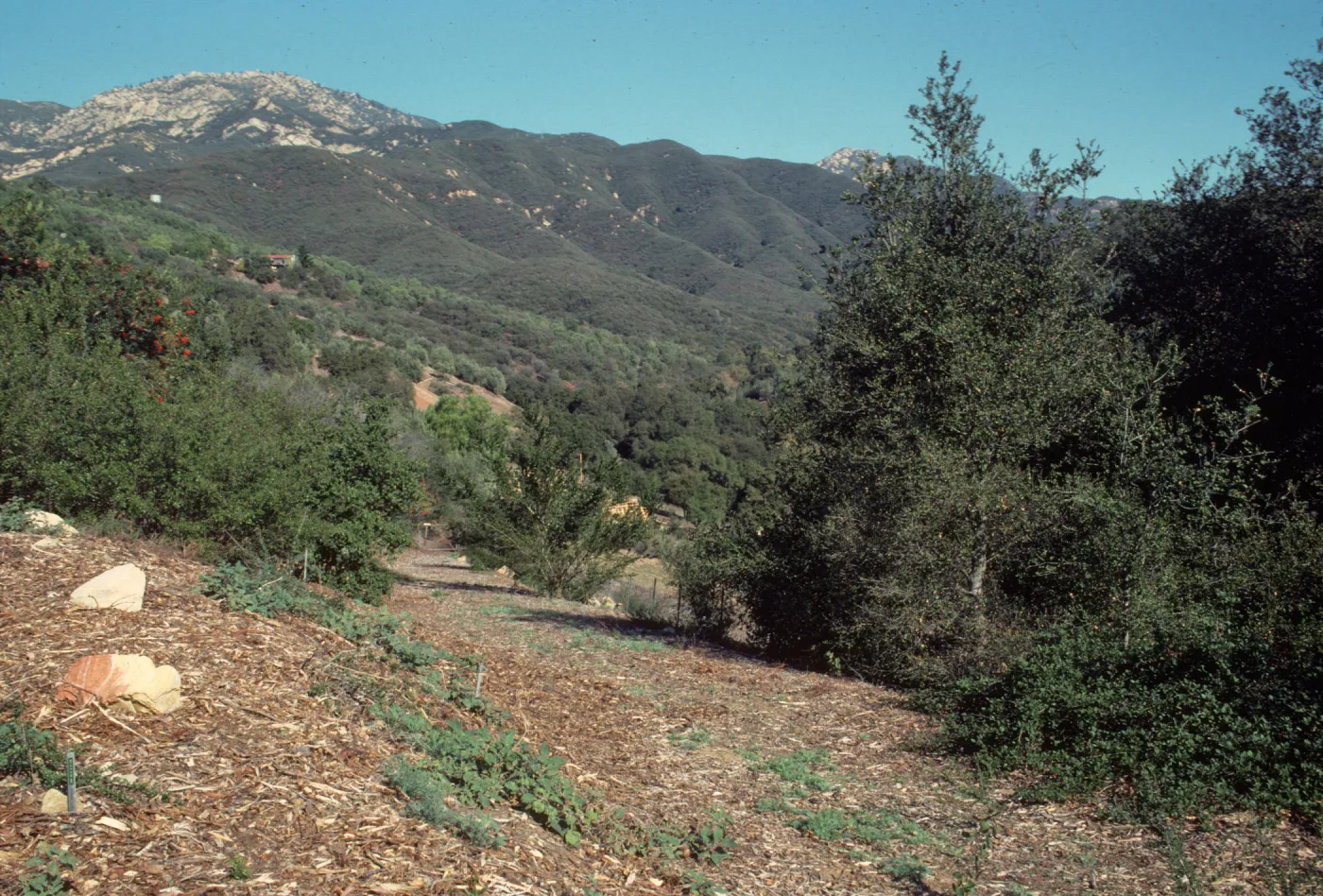 Porter Trail Looking Toward the Mountains