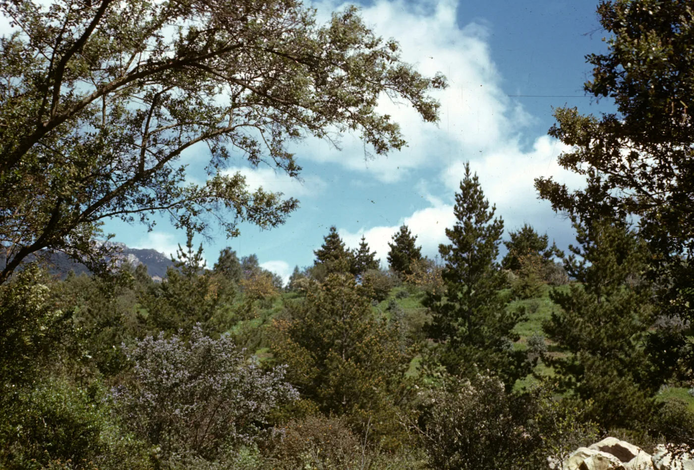 Porter Trail with Ceanothus in Bloom