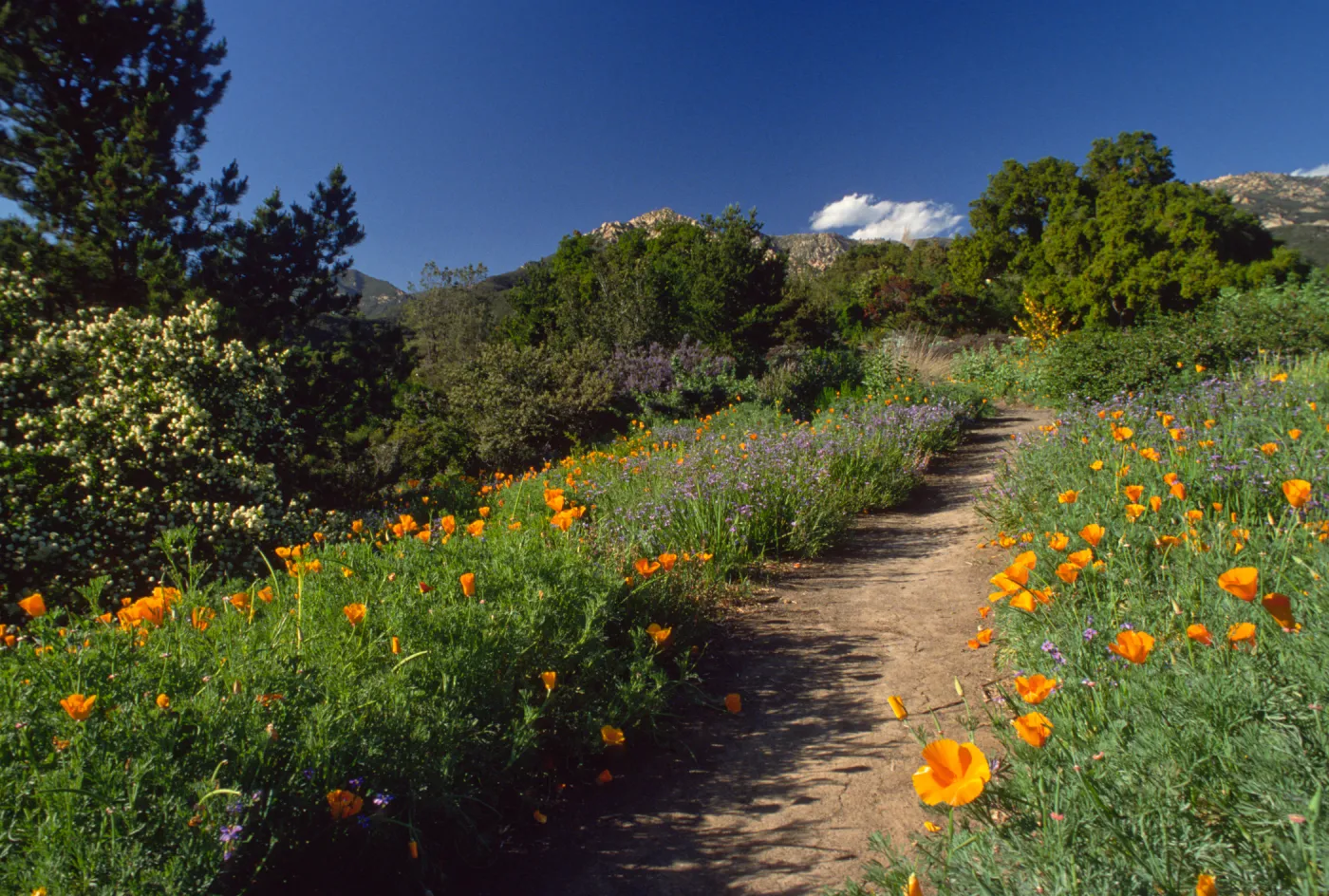 Poppies on Porter Trail