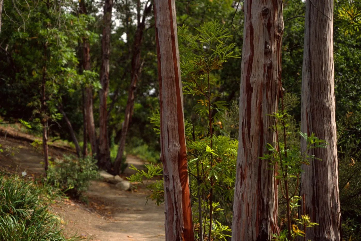 Porter Trail