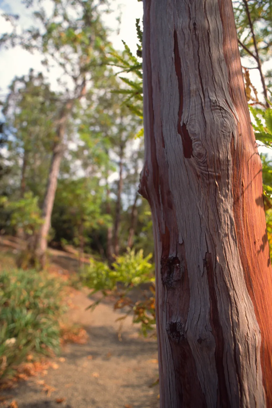 Tree on Porter Trail