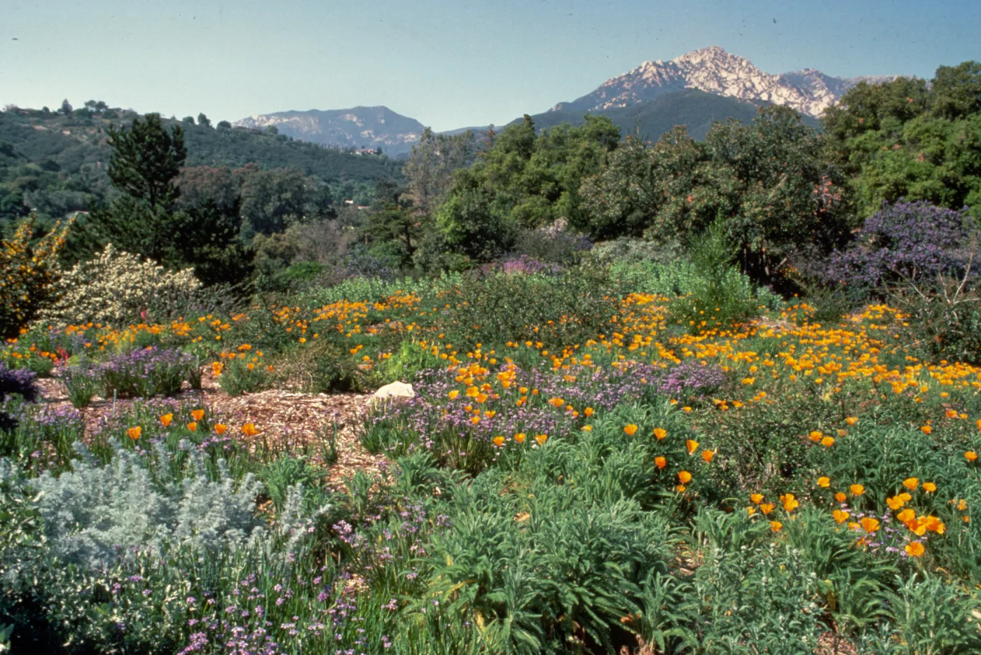 Porter Trail in Bloom