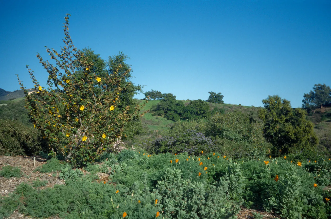 Fremontia on Porter Trail