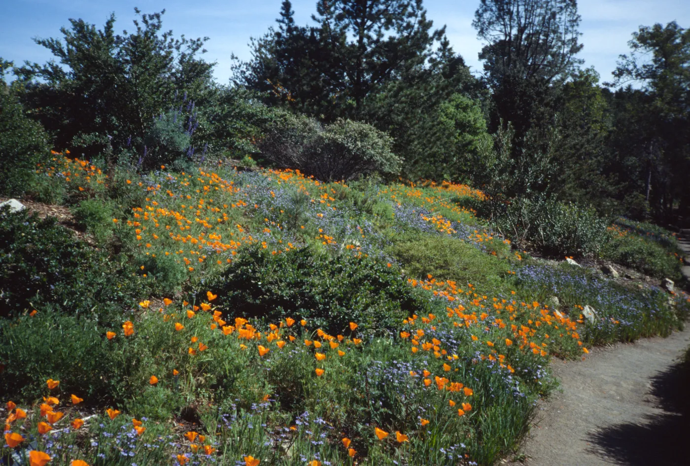 Spring on the Porter Trail