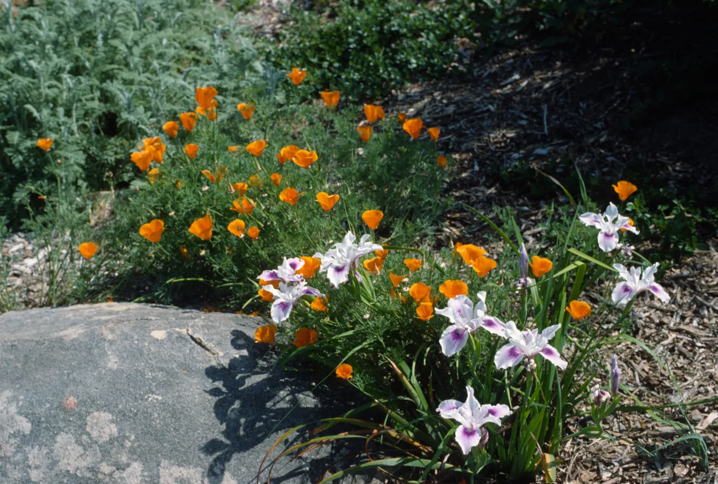 Poppies and Iris on the Porter Trail