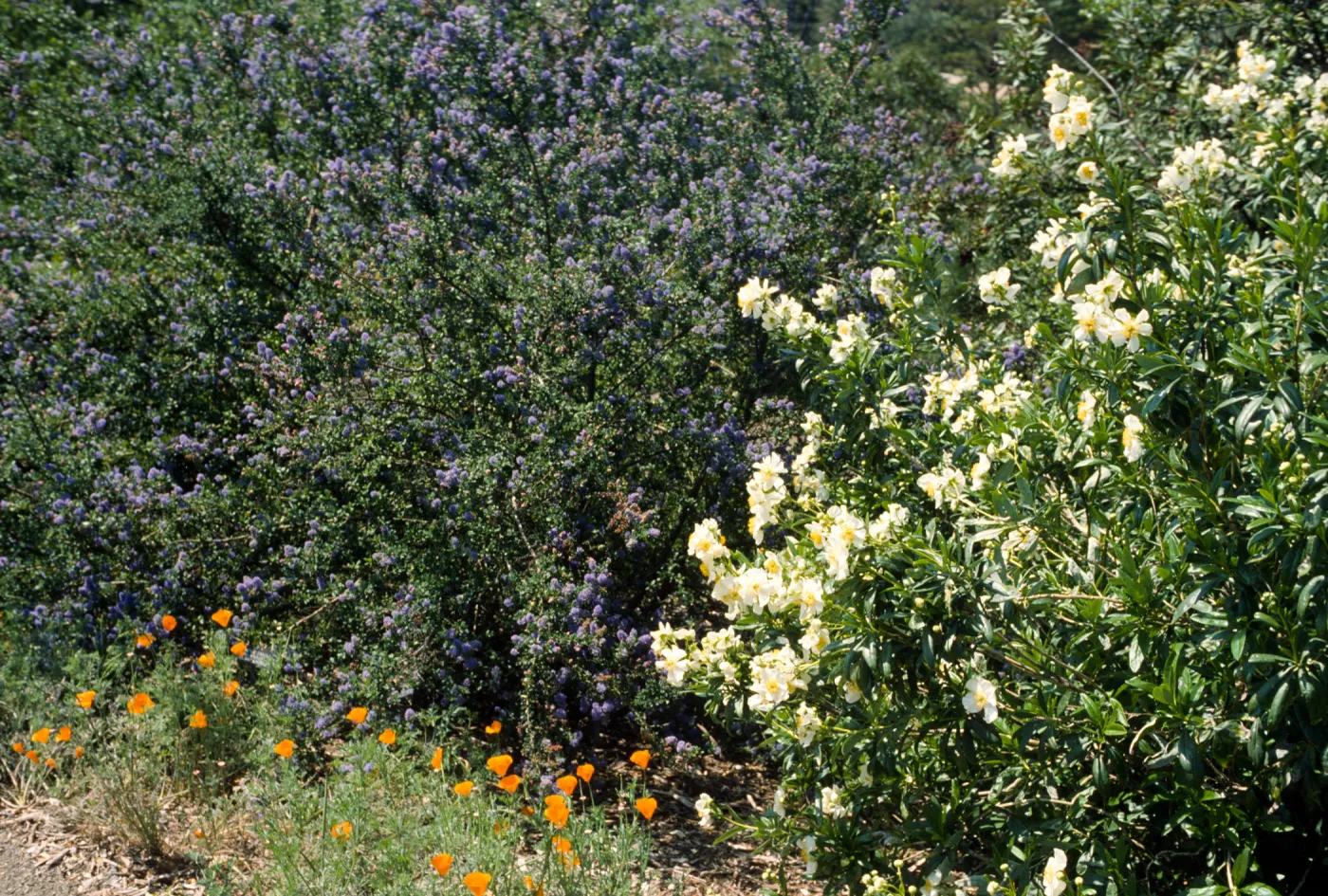 Spring on the Porter Trail