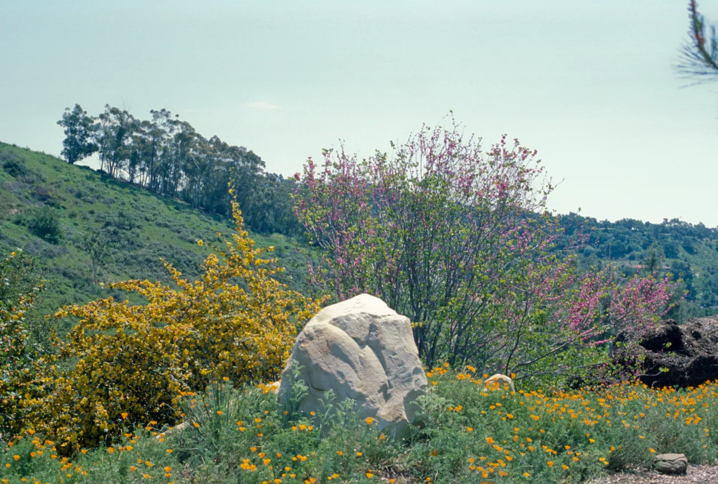Spring on the Porter Trail