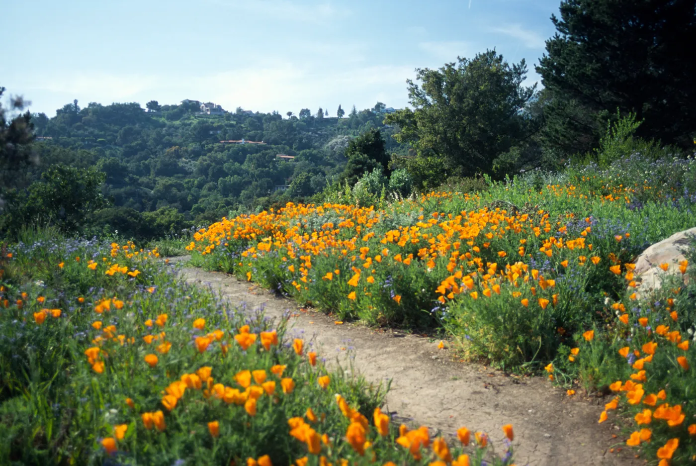 Poppies along the Porter Trail