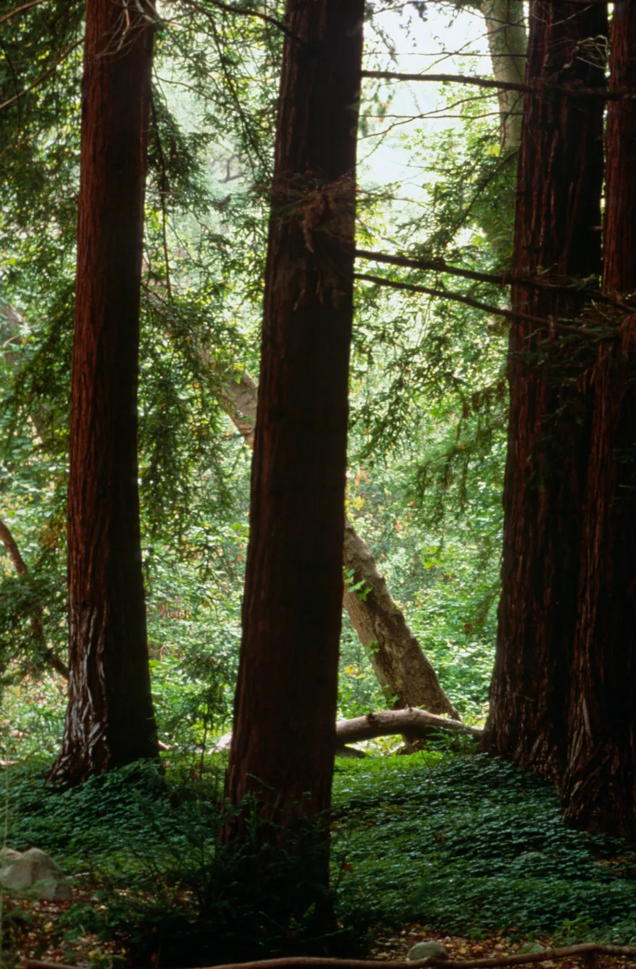 Redwood Section