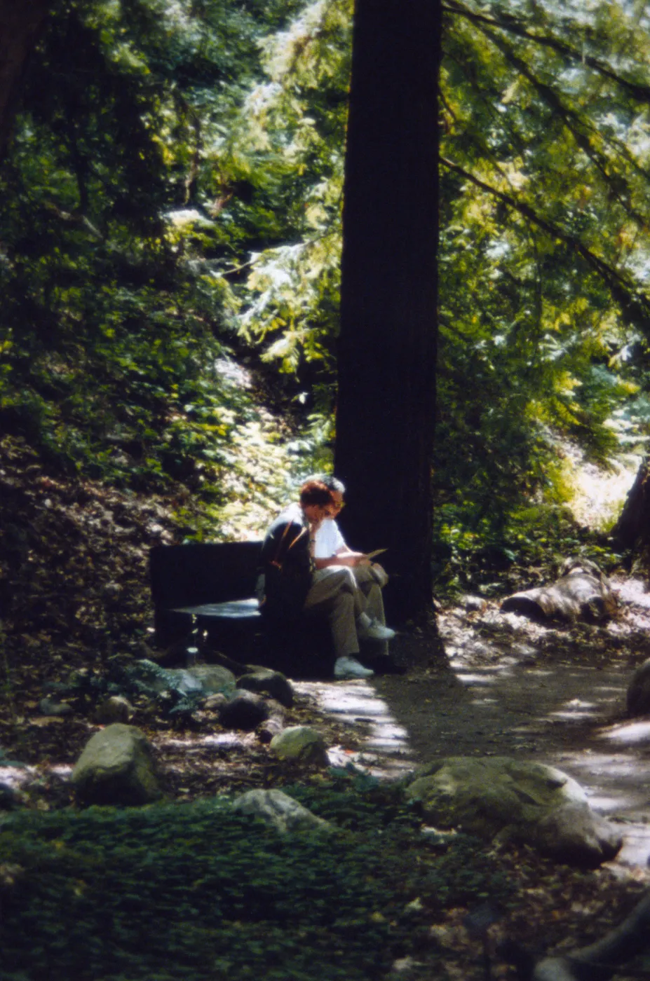 Couple Sitting on Bench in Redwood Section