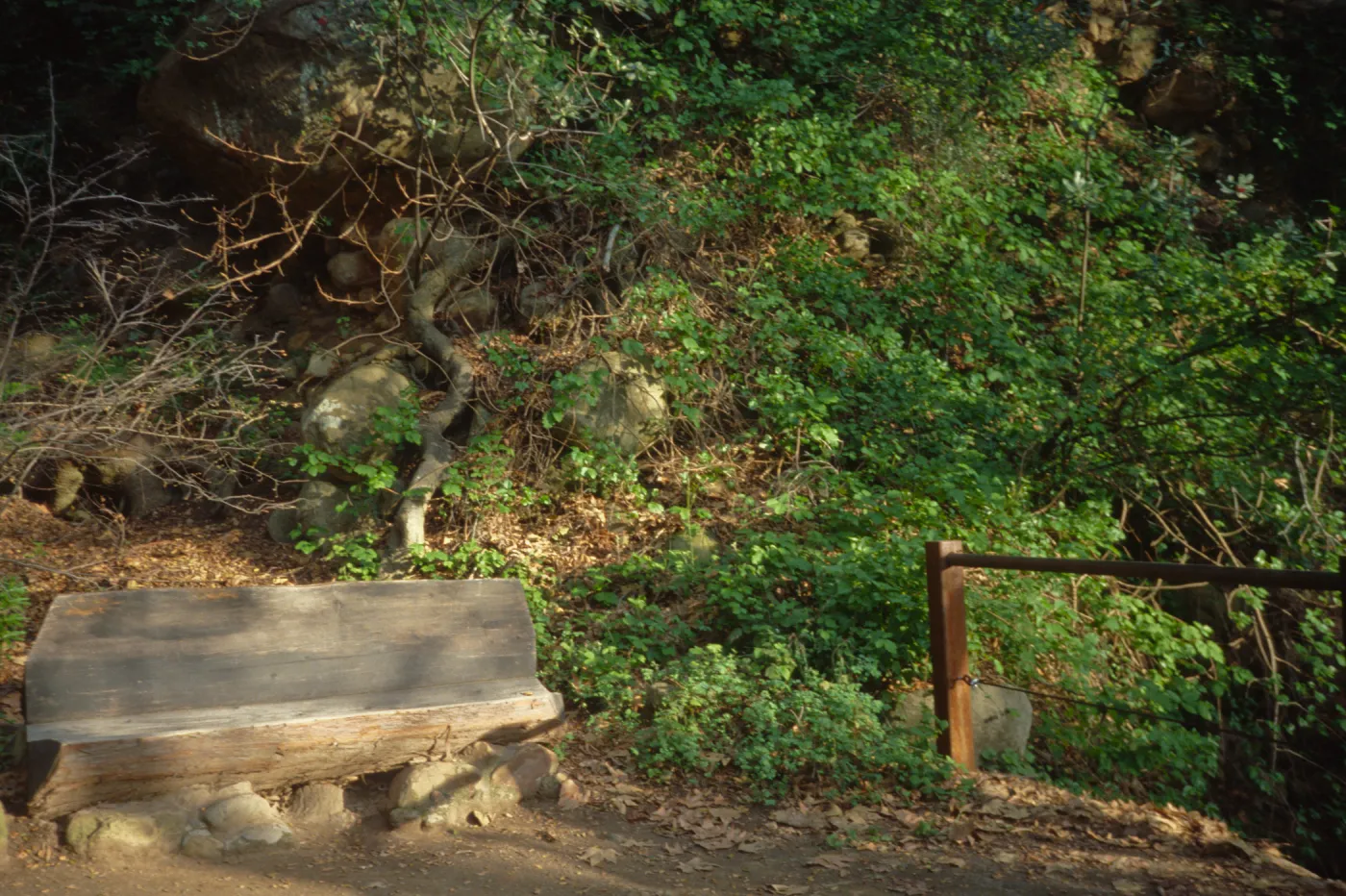 Bench in the Redwood Section