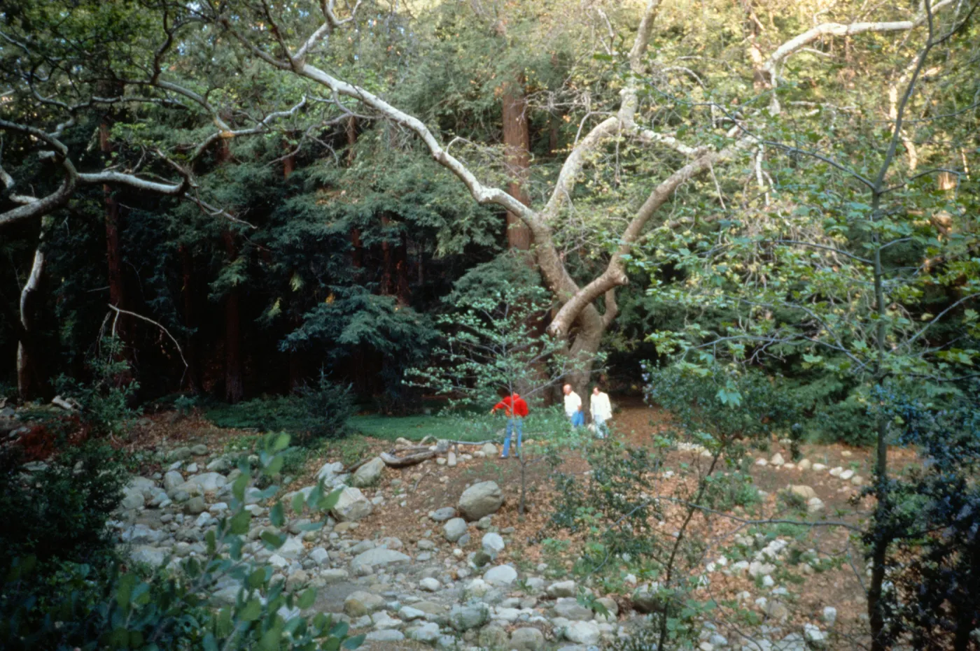 Visitors in the Redwood Section