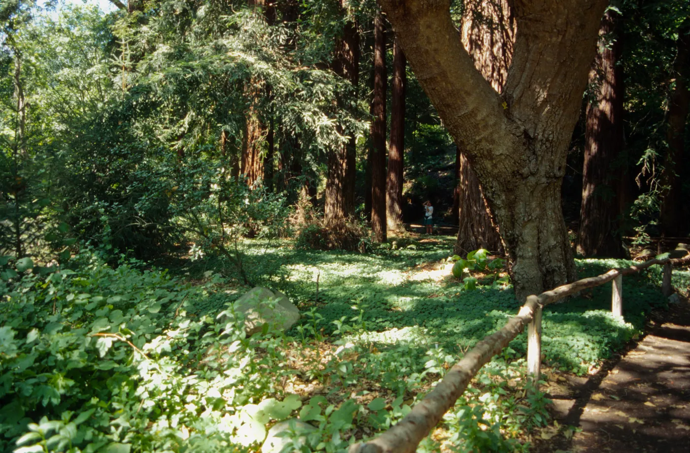 Redwood Understory