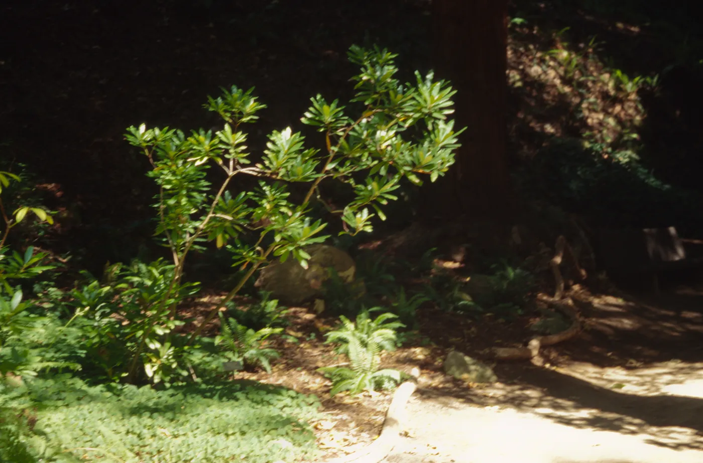 Rhododendron macrophyllum in Redwood section