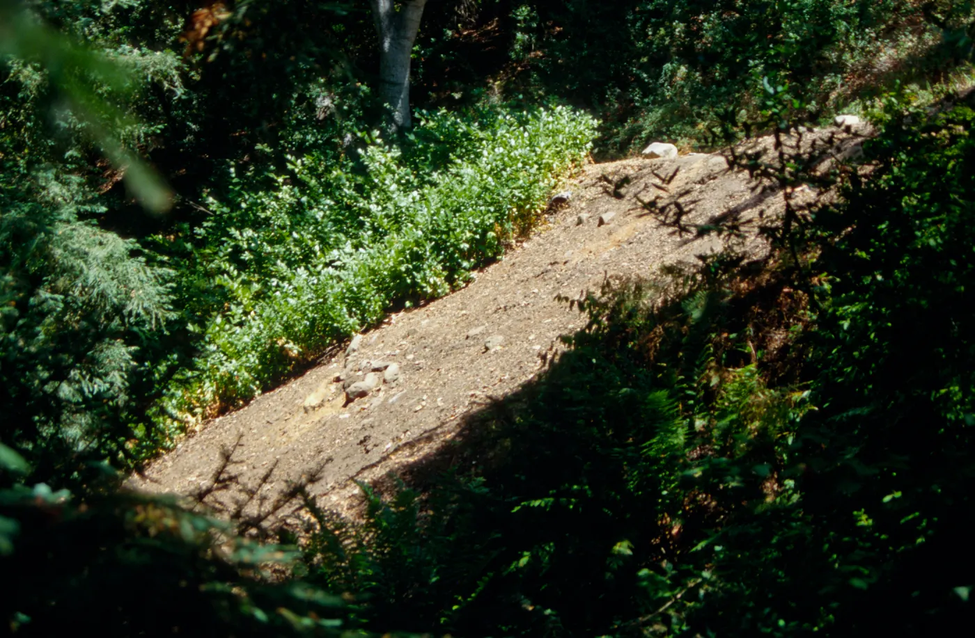 Redwood Slope Restoration Project