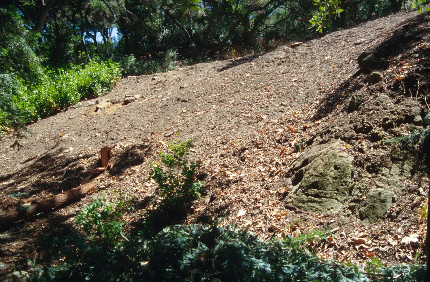 Redwood Slope Restoration Project
