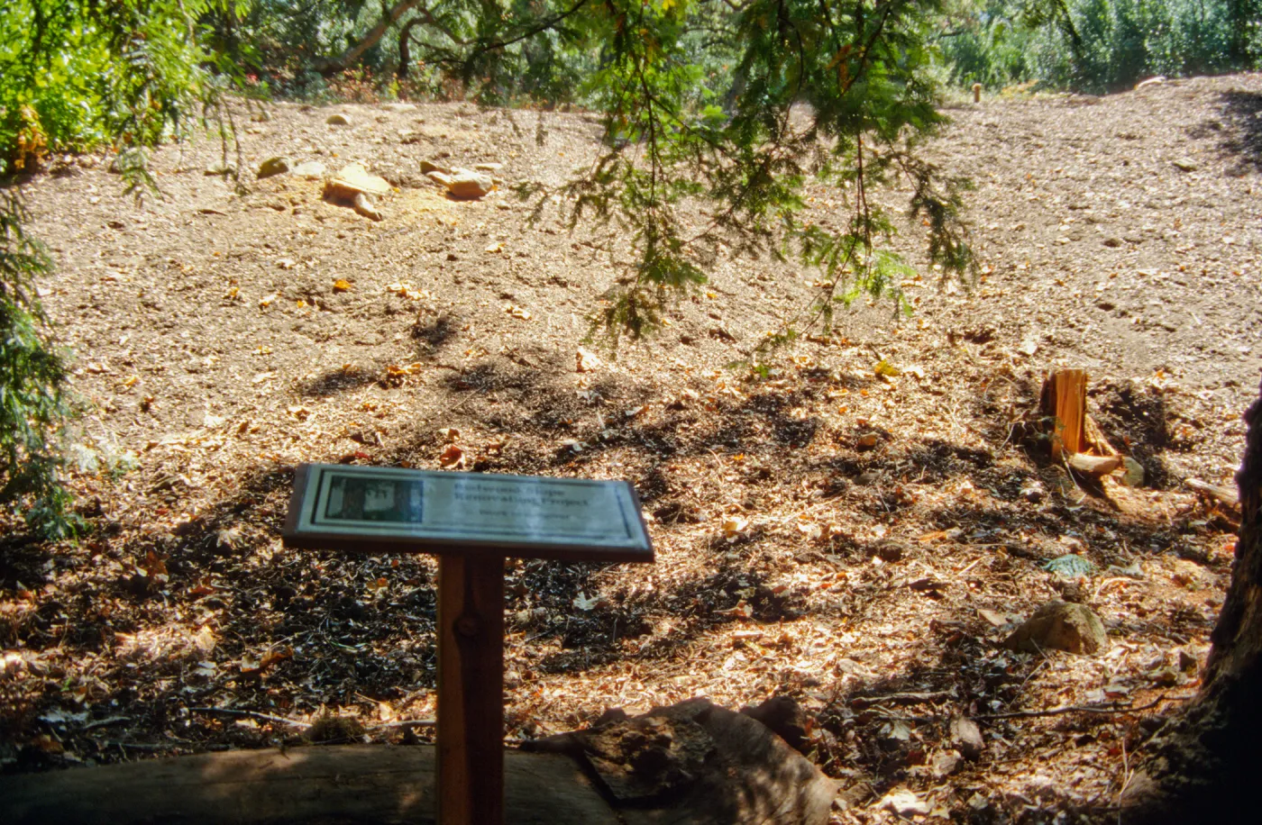 Redwood Slope Restoration Project