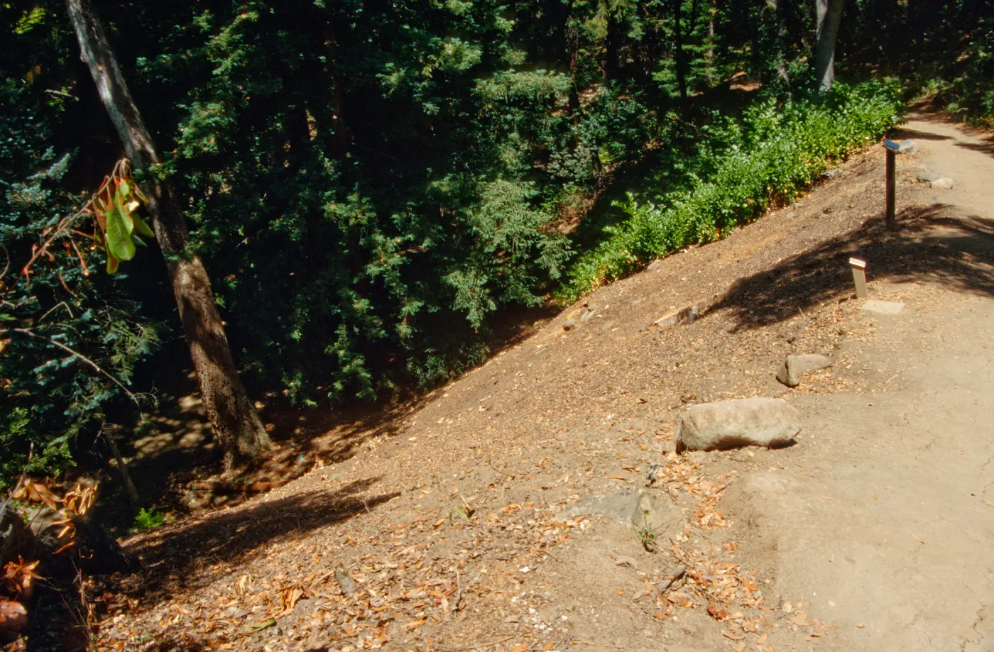 Redwood Slope Restoration Project