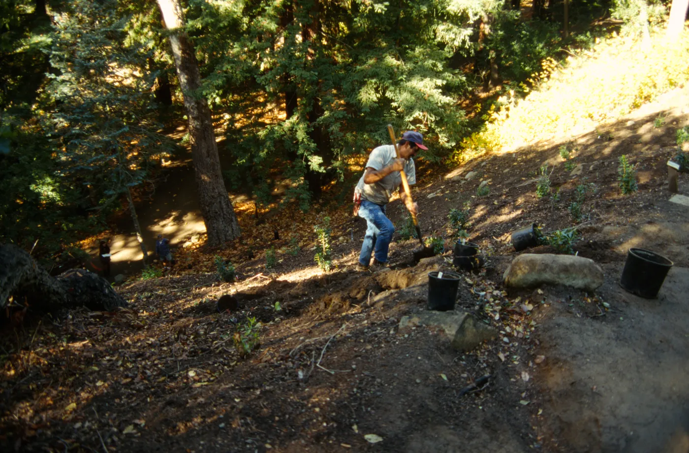 Redwood Slope Restoration Project