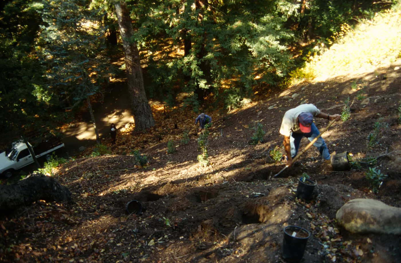 Redwood Slope Restoration Project