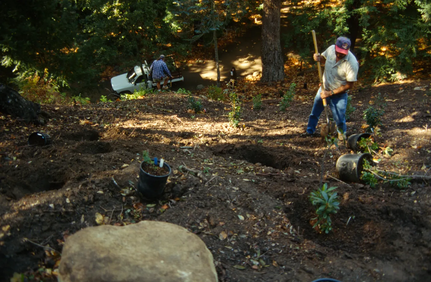 Redwood Slope Restoration Project
