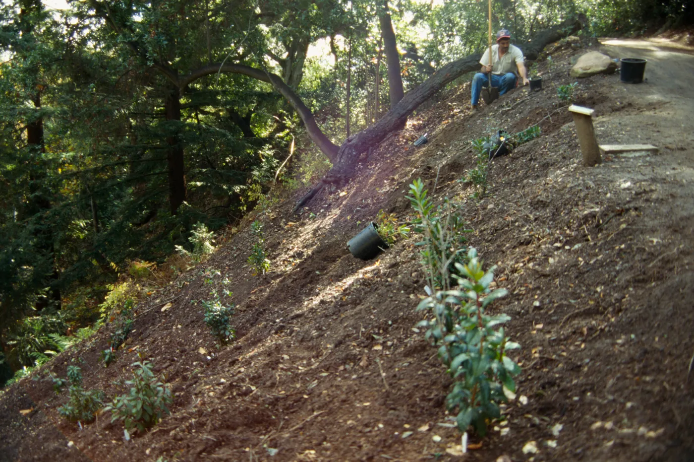 Redwood Slope Restoration Project