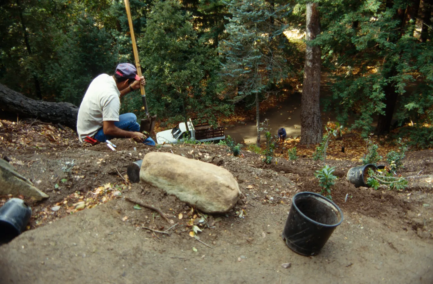 Redwood Slope Renovation