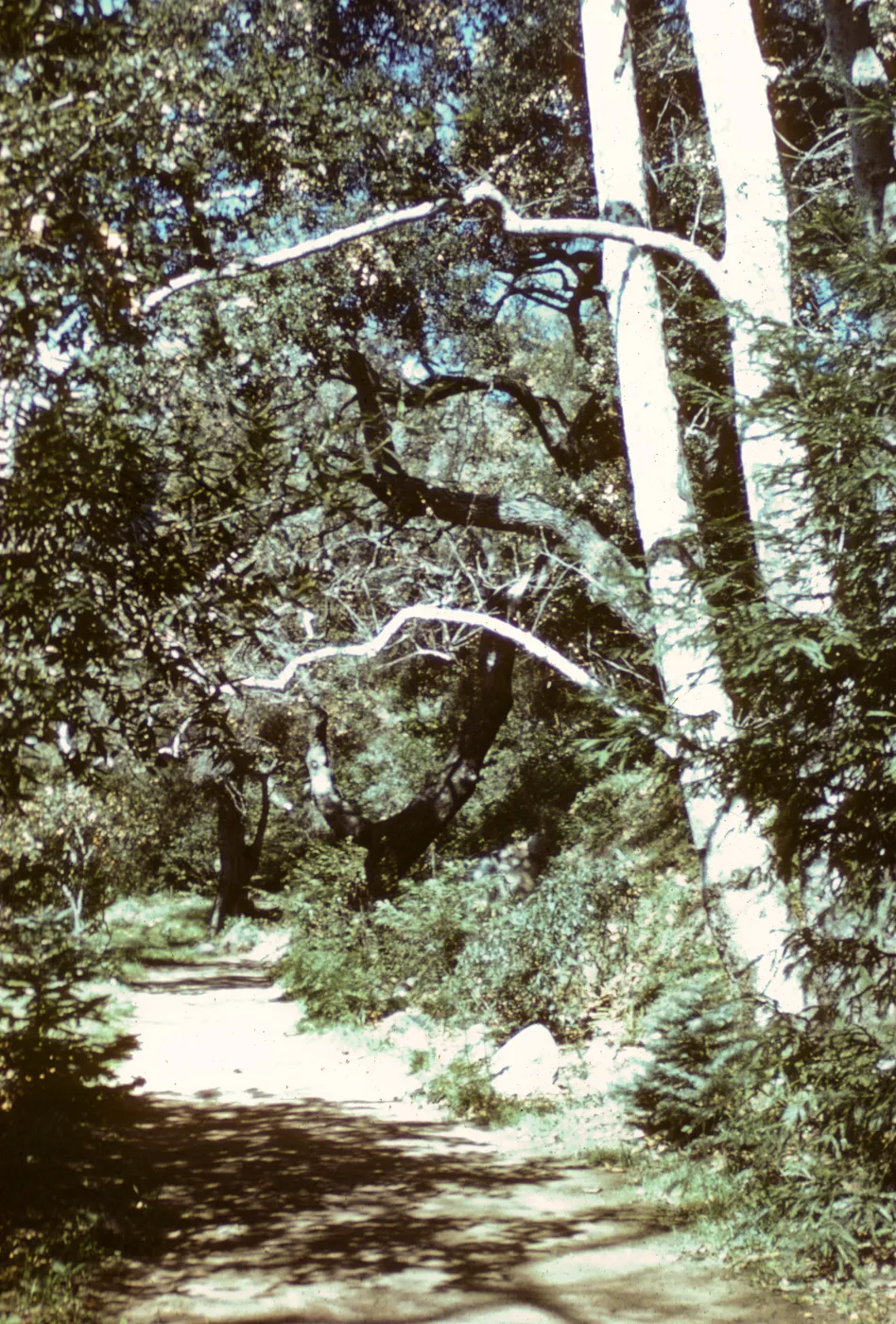 Sycamores in the Redwood Section
