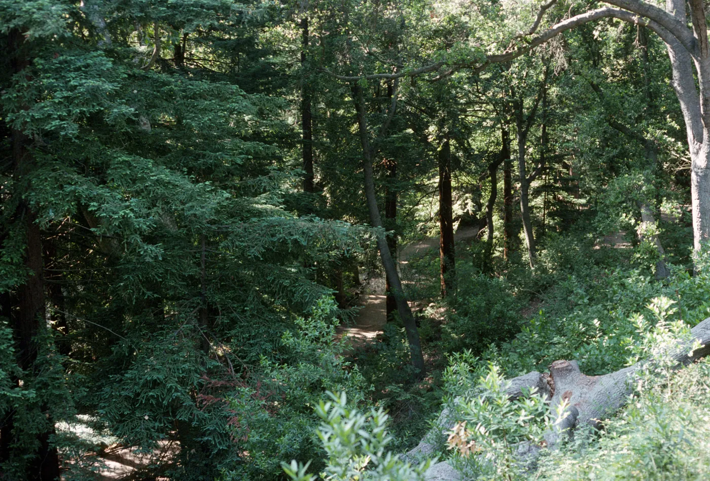 Redwood Section from Above