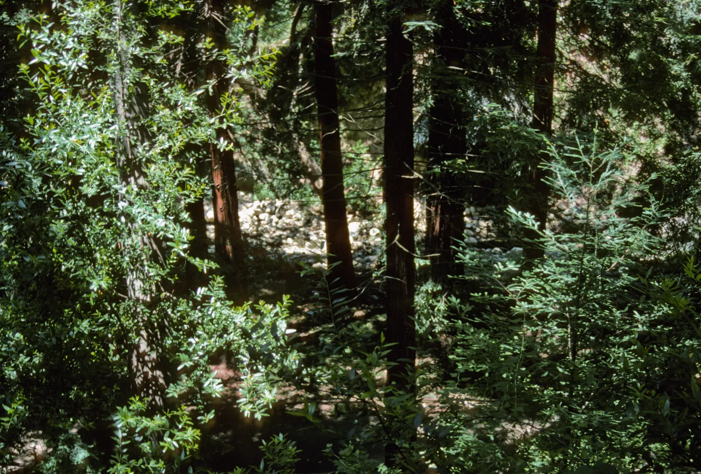 Redwood Section from the Road Above