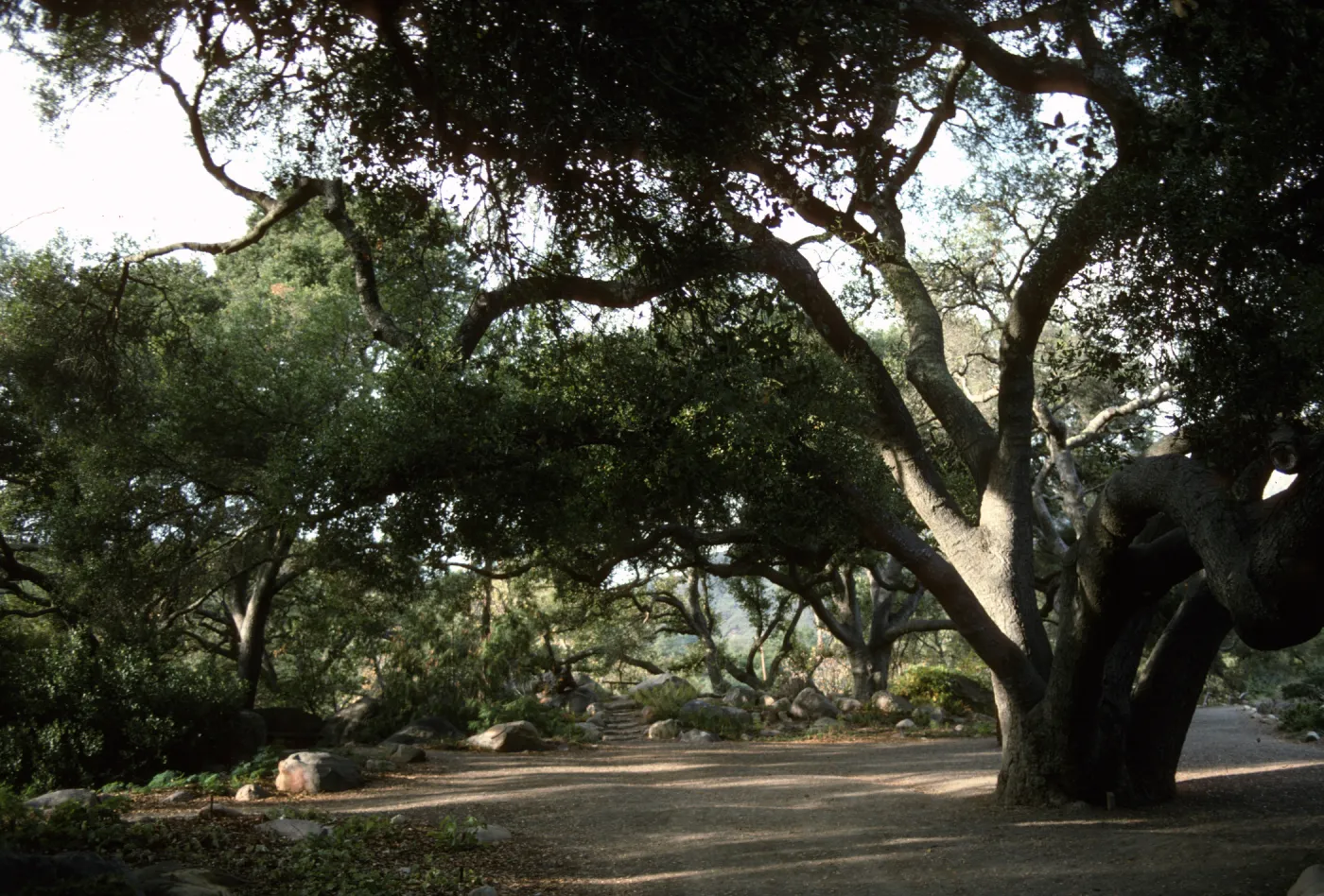 Under the Meadow Oaks