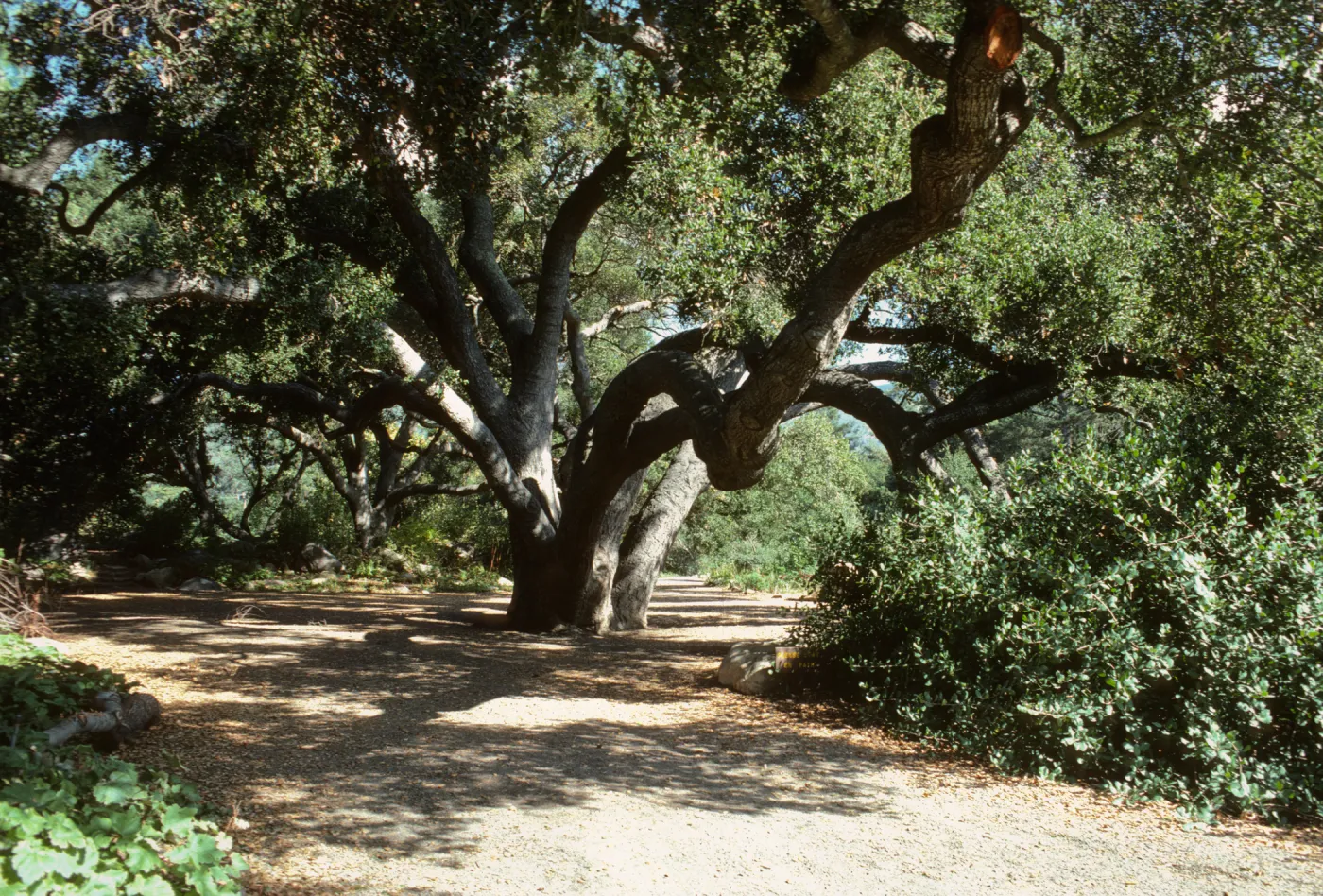 Under the Meadow Oaks