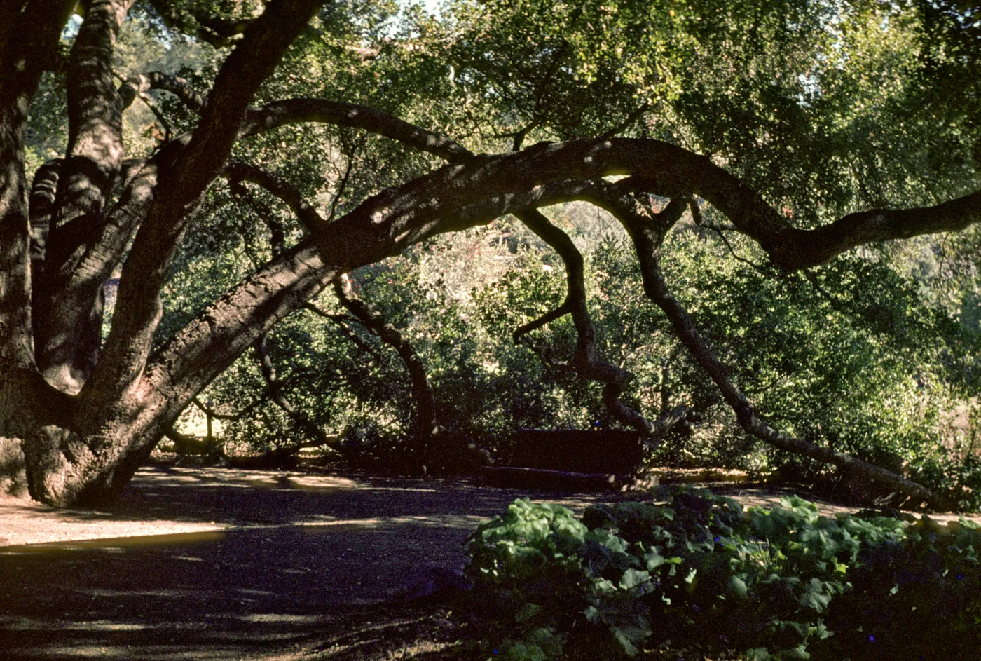 Meadow Oaks