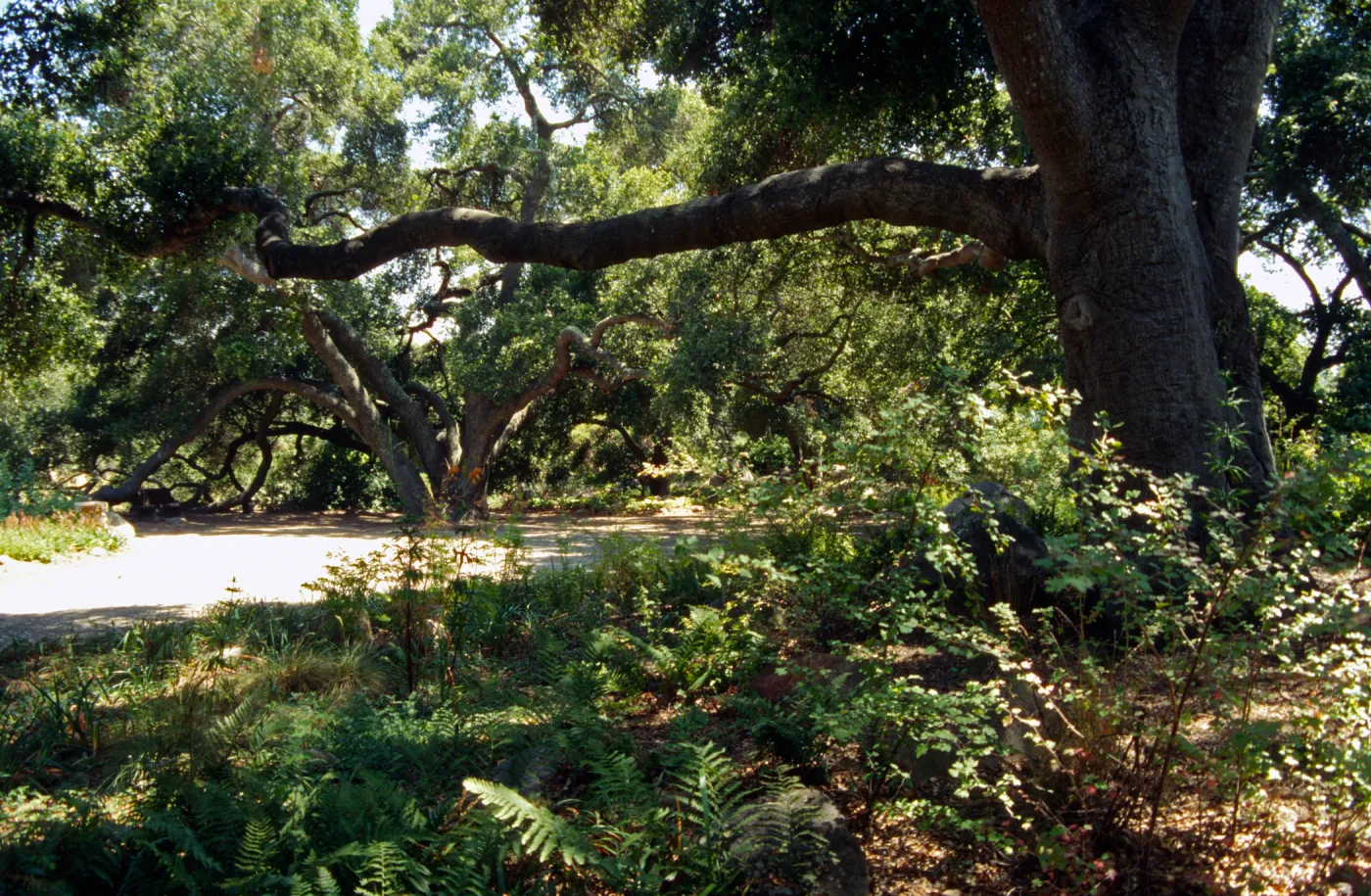 Meadow Oaks