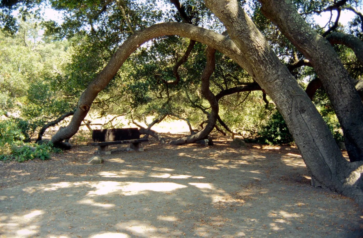 Bench Under the Meadow Oaks