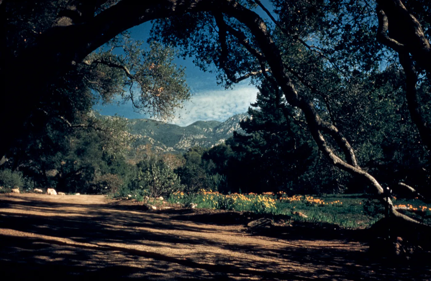 The Meadow from Under the Oaks, path along west side of Meadow
