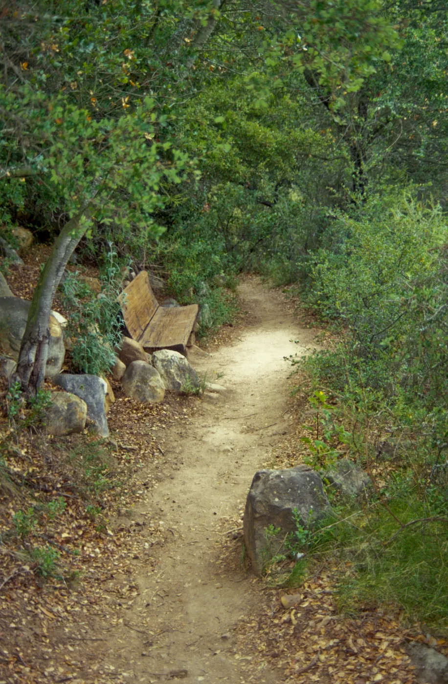wood bench along Pritchett Trail