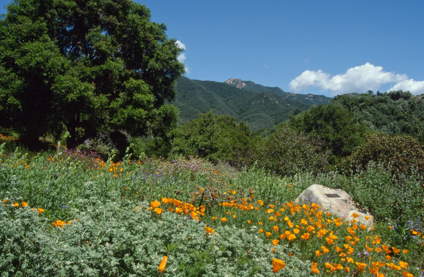 Porter Trail in the Spring