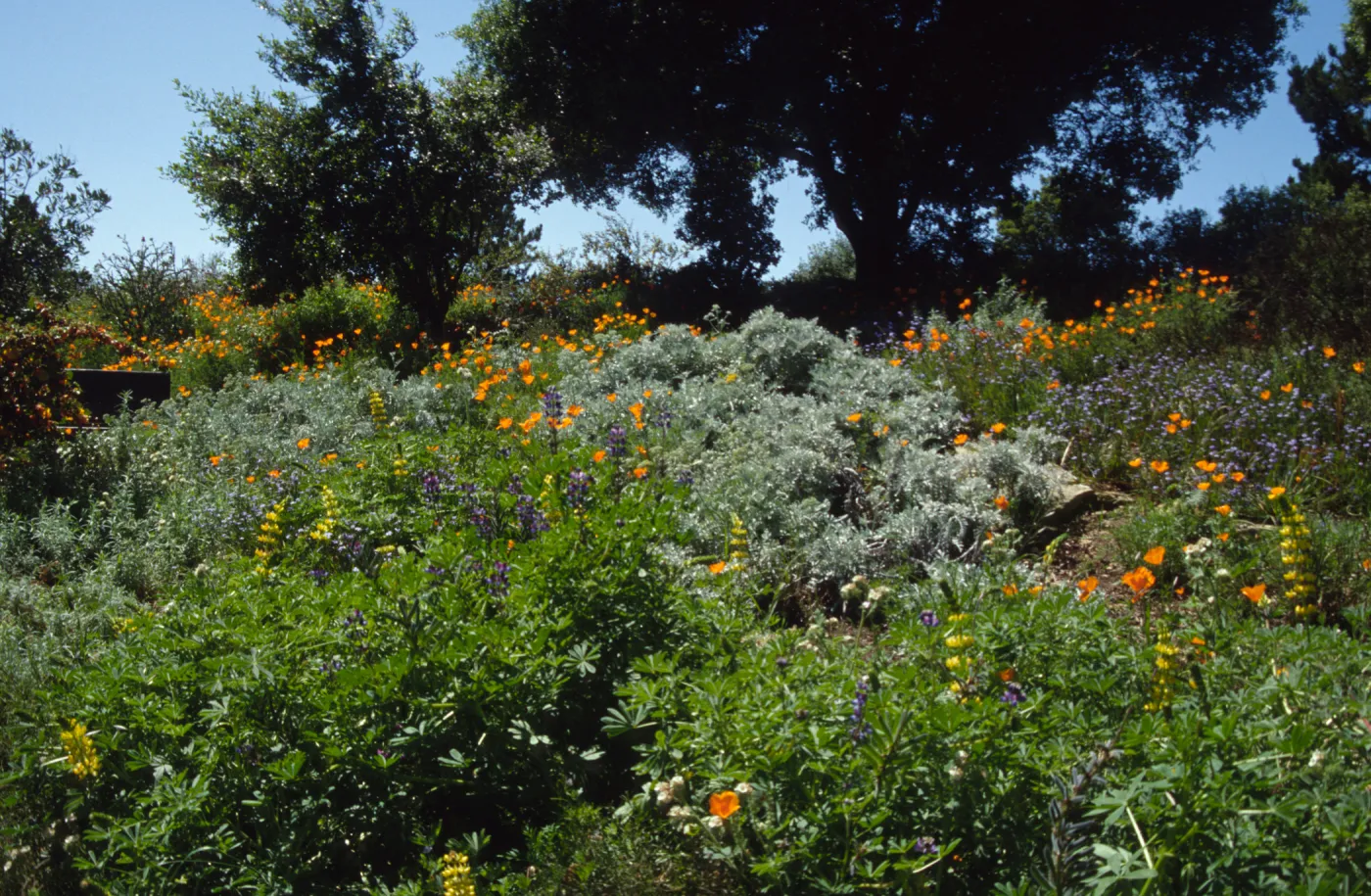 Porter Trail slope in bloom