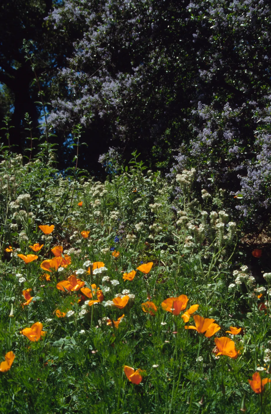 Poppies, Phacelia and Ceanothus in bloom on the Porter Trail