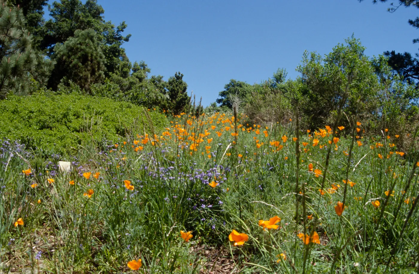 Poppies on the Porter Trail, Spring 2001