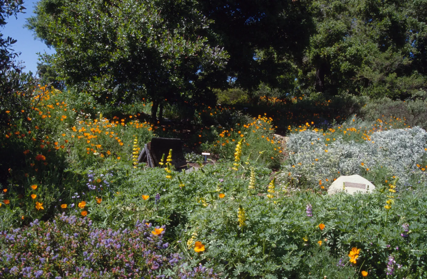 Porter Trail in the Spring, wood bench amongst the wildflowers