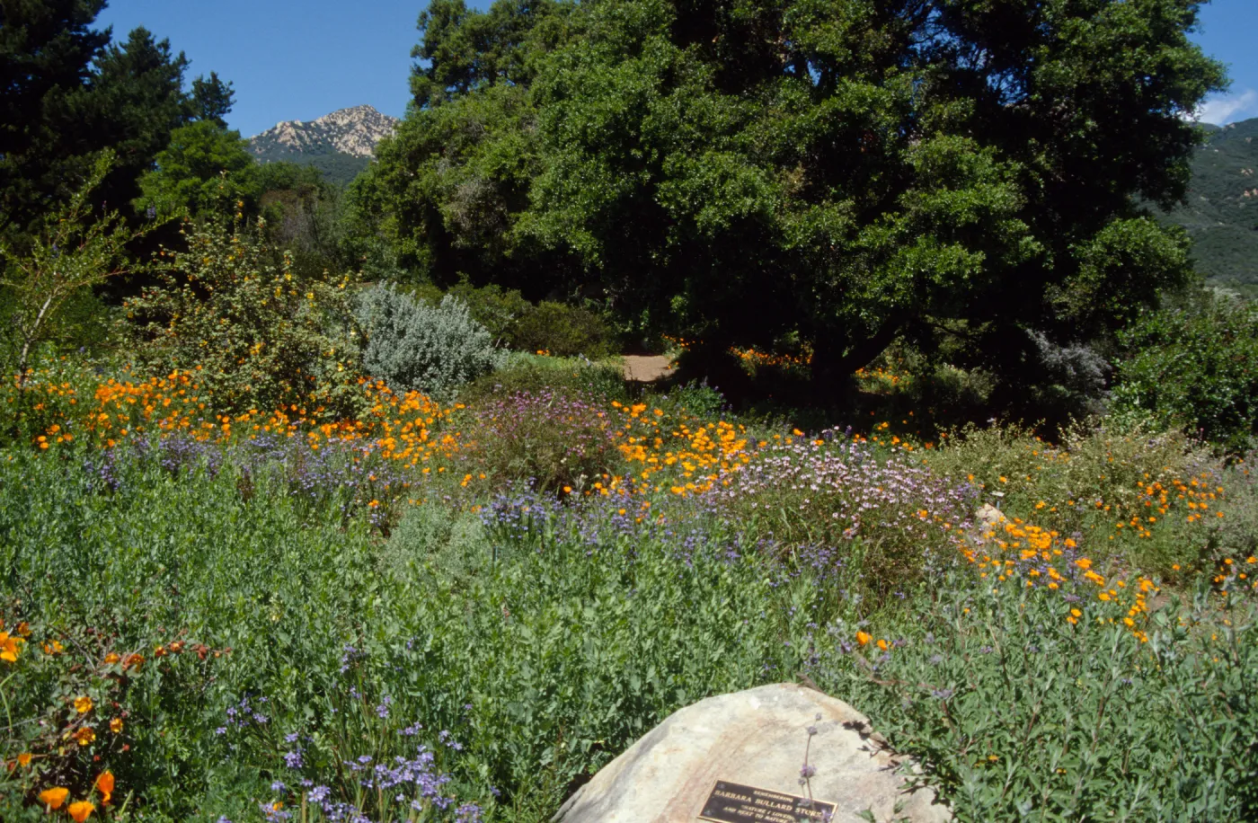 Porter Trail in the Spring
