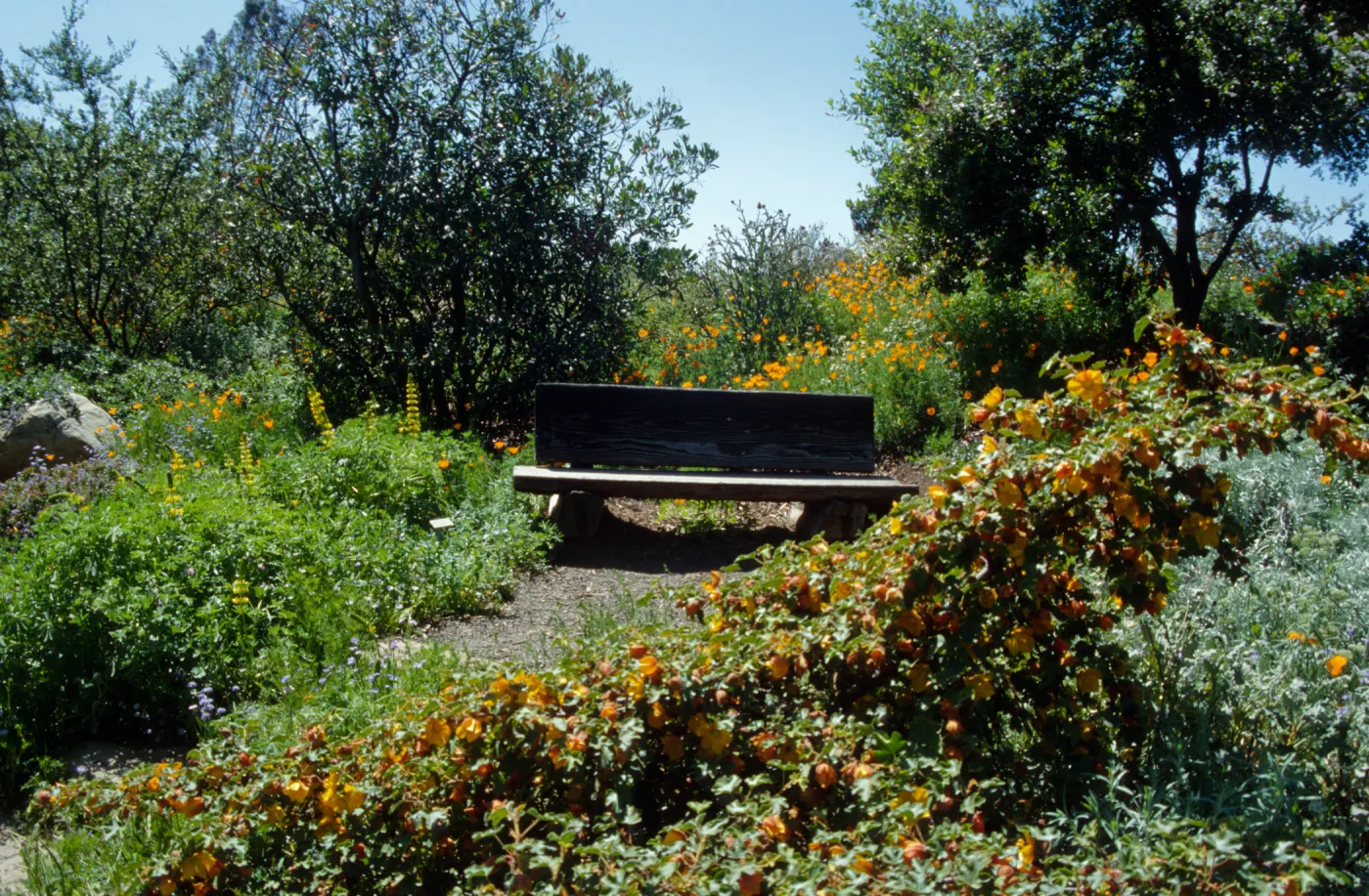 wood bench on the Porter Trail, Fremontodendron in bloom