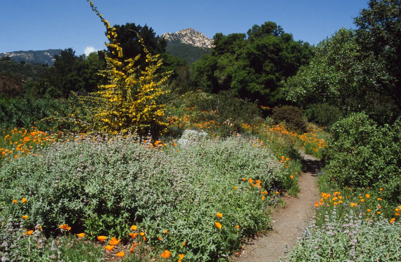 Spring on the Porter Trail (sage) (poppies) (flannel bush)