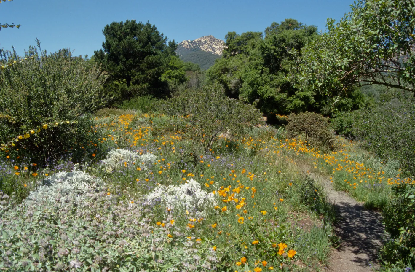 Spring on the Porter Trail